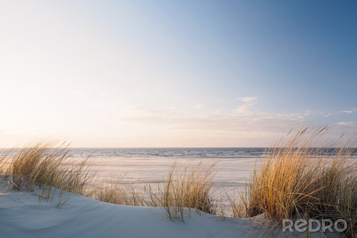 Fototapete Golden dune grass at the beach