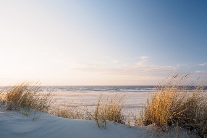 Fototapete Golden dune grass at the beach
