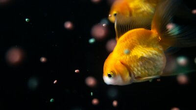 Fototapete Goldene Fische auf dunklem Hintergrund