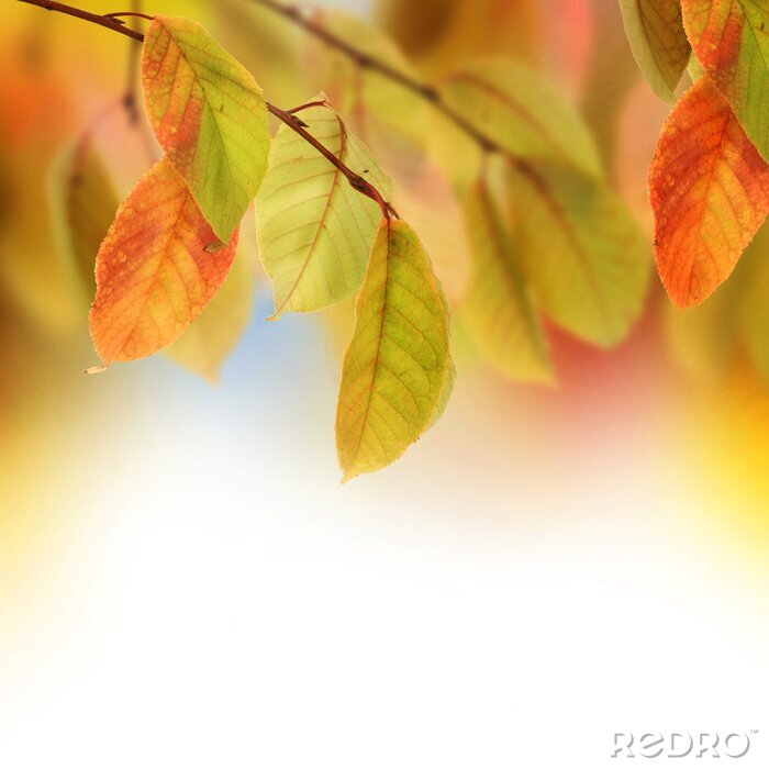 Fototapete Goldener Herbst und Natur