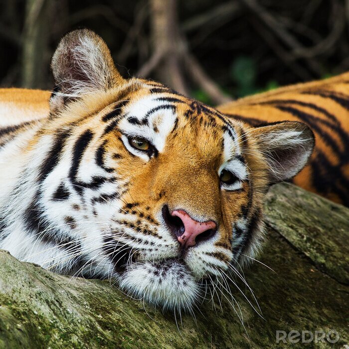 Fototapete Goldener Tiger mit geschlossenen Augen