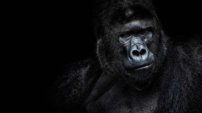 Fototapete Gorilla auf schwarzem Hintergrund