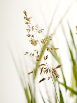 Fototapete Gräser als Natur