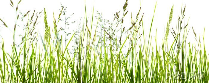 Fototapete Gräser, grashalme, wiese vor weißem hintergrund