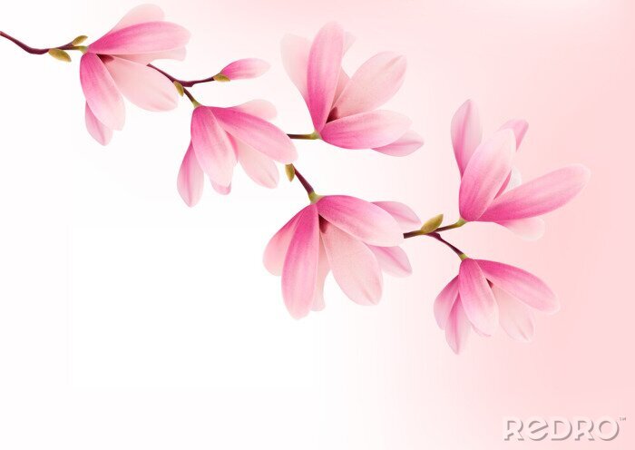 Fototapete Grafik mit einer rosa Magnolie