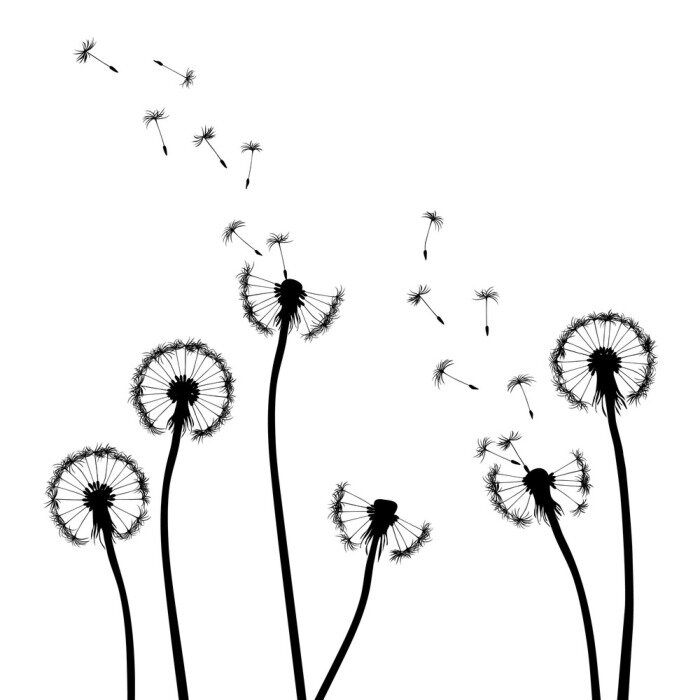 Fototapete Grafische Darstellung von Pusteblumen