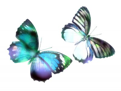 Fototapete Grafische Darstellung von Schmetterlingen