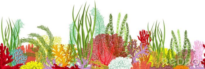 Fototapete Grafische Wasserpflanzen