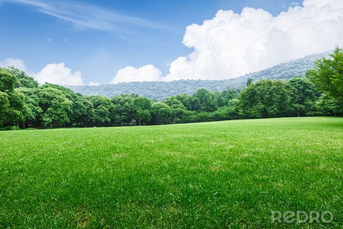 Fototapete Gras auf Berghintergrund