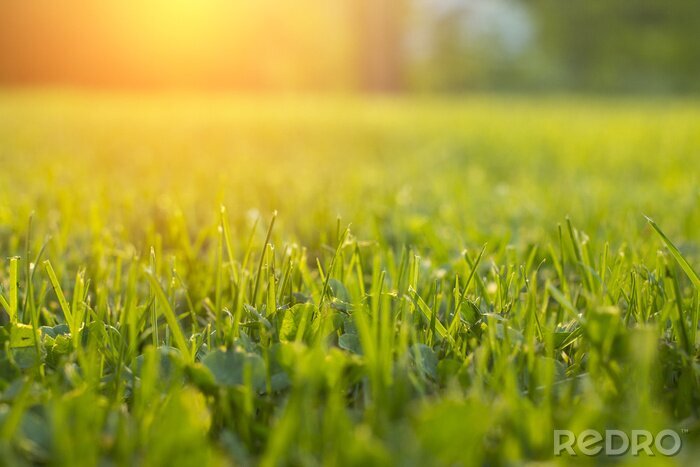 Fototapete Gras aus nächster Nähe bei Sonnenuntergang