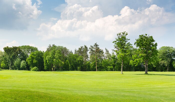 Fototapete Gras Bäume und Himmel