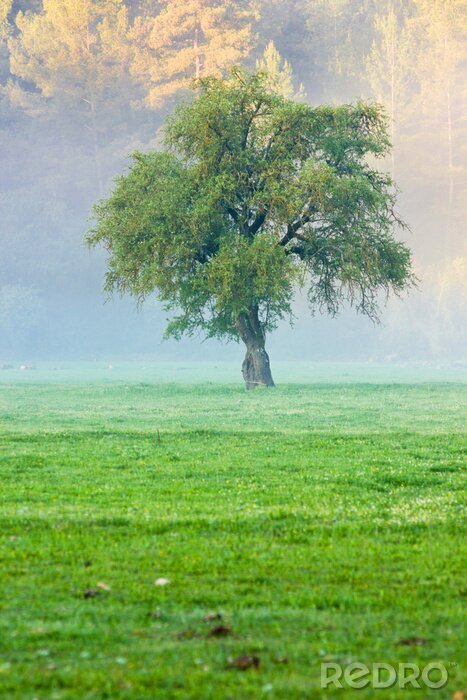 Fototapete Gras Baum und Nebel