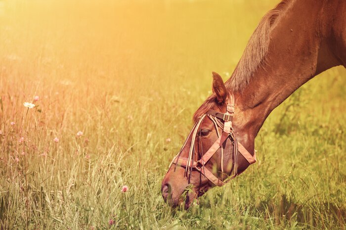 Fototapete Gras fressendes pferd
