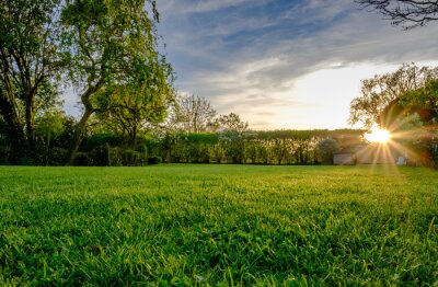 Fototapete Gras Garten und Sonnenuntergang