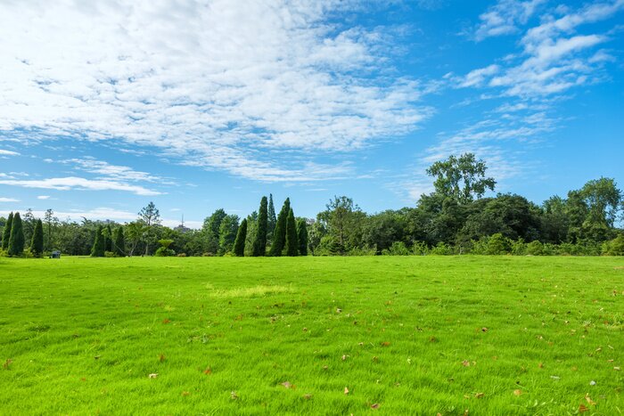 Fototapete Gras im Park am Morgen