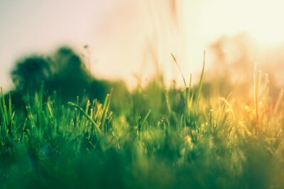 Fototapete Gras im Sonnenlicht