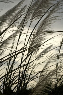 Fototapete Gras im Wind und Natur