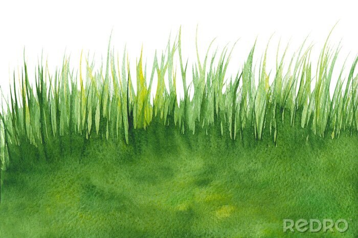 Fototapete Gras in Aquarell