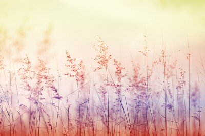 Fototapete Gras in drei Farben