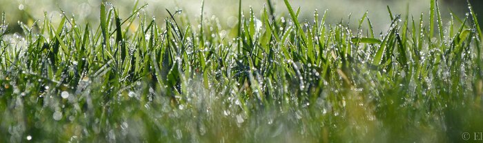 Fototapete Gras mit Tau in der Sonne