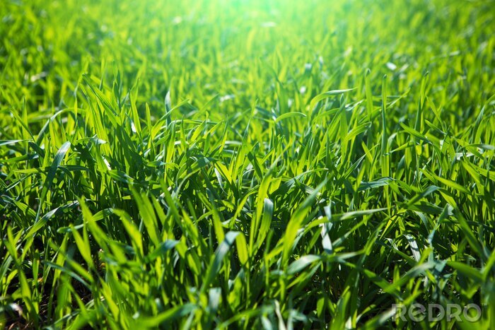 Fototapete Gras mit Tautropfen am Morgen