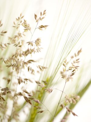 Fototapete Gras und Feldpflanzen