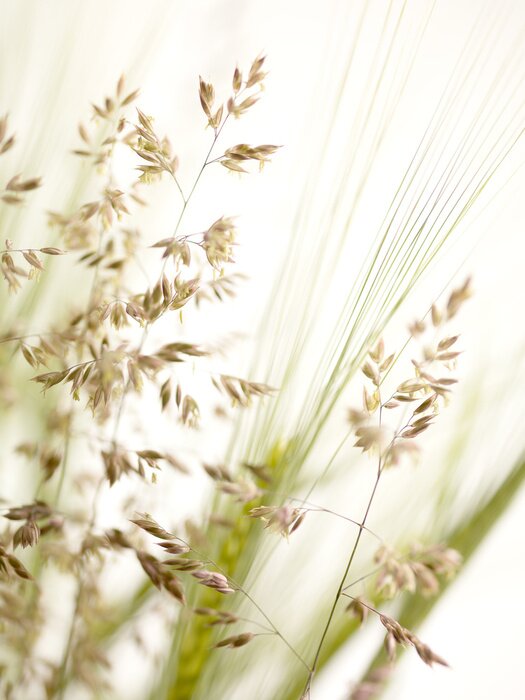 Fototapete Gras und Feldpflanzen