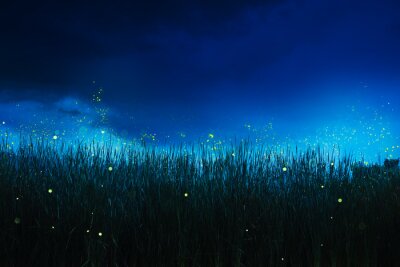 Fototapete Gras und Glühwürmchen in der Nacht