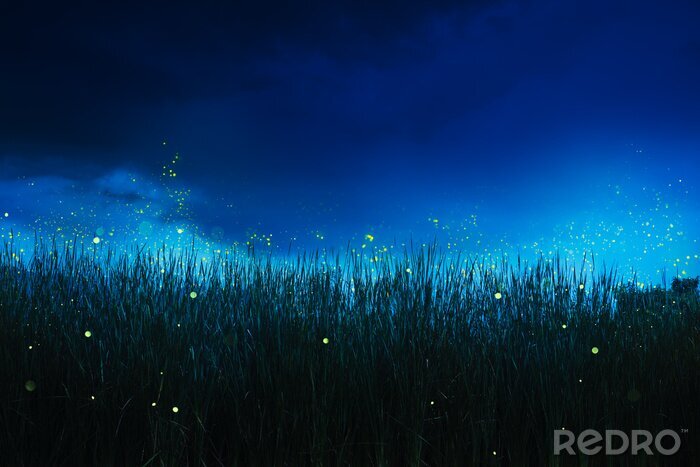 Fototapete Gras und Glühwürmchen in der Nacht