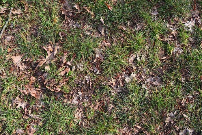 Fototapete Gras und Herbstlaub