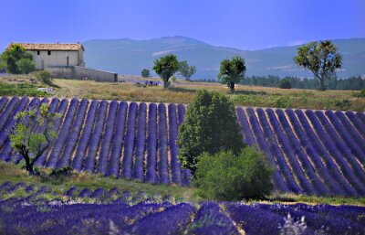 Fototapete Gras- und Lavendelfelder auf dem Bauernhof