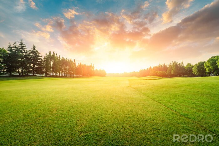 Fototapete Gras und Sonnenuntergang im Hintergrund