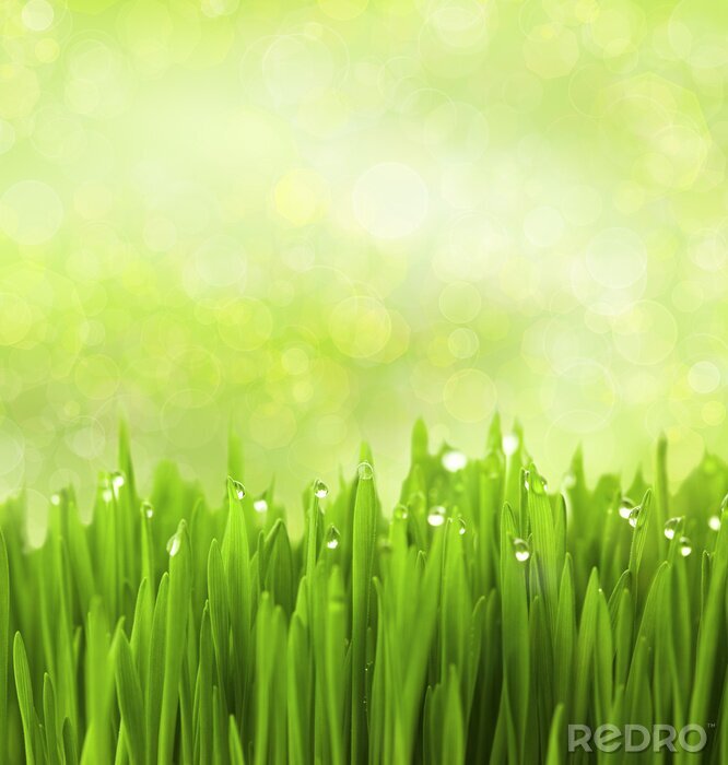 Fototapete Gras und Wassertropfen