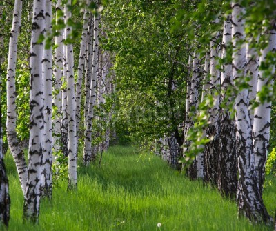 Fototapete Gras zwischen Birken