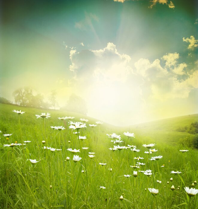 Fototapete Grasfeld mit weißen Blumen