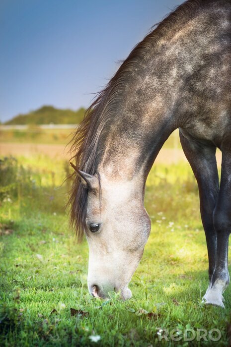 Fototapete Grasfressendes Tier