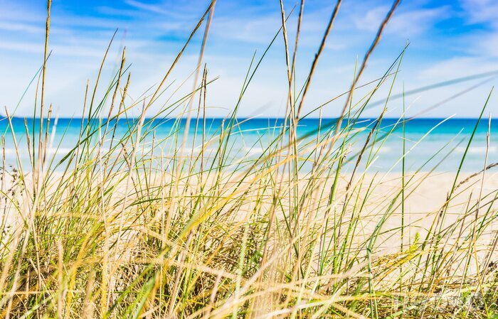 Fototapete Graslandschaft am Sandstrand mit Meerblick