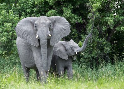 Fototapete Graue Elefanten im Grünen