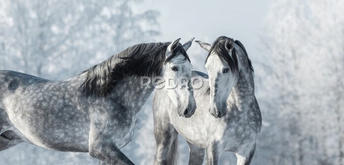 Fototapete Graue Pferde im Winterwald