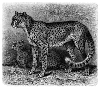 Graue Skizze mit Wildkatzen
