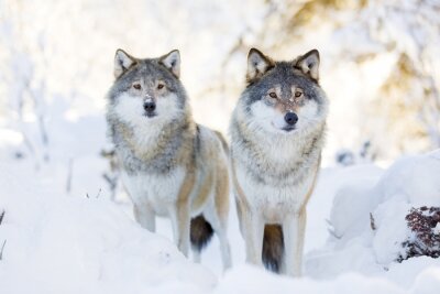 Graue Wölfe im Schnee