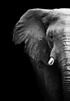 Fototapete grauer Elefant auf schwarzem Hintergrund