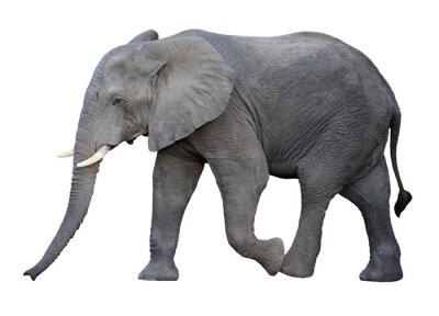 Fototapete grauer Elefant beim Laufen