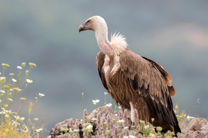 Fototapete Grauer Greif auf Stein