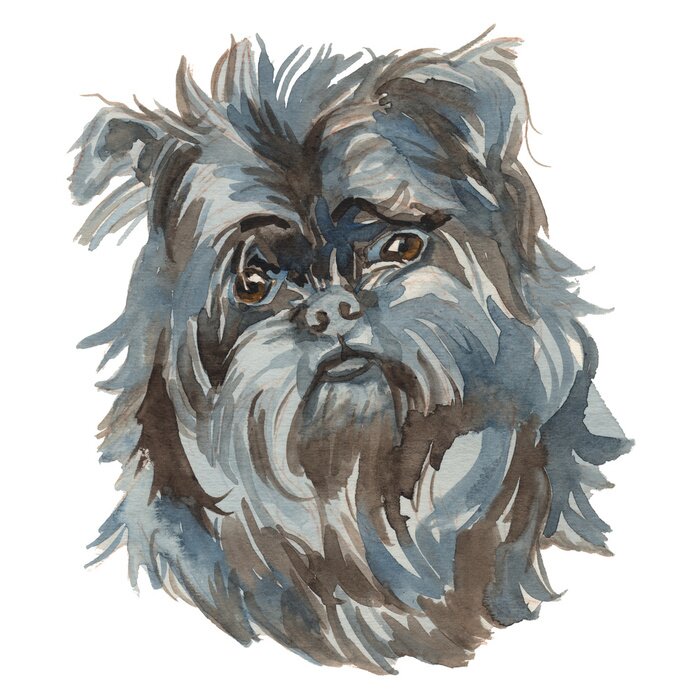 Fototapete grauer Hund auf weißem Hintergrund