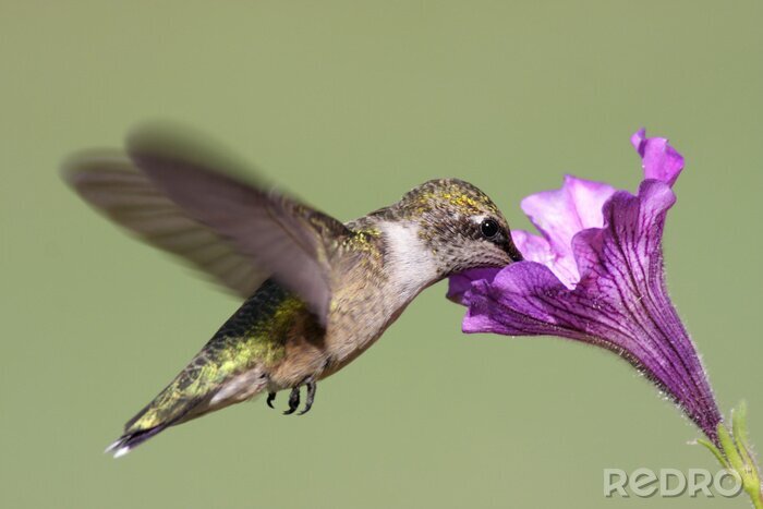 Fototapete grauer Kolibri in Bewegung