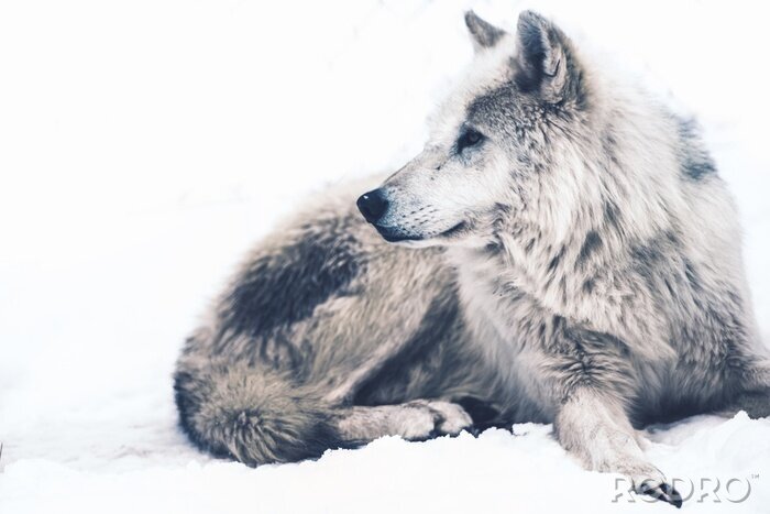 Fototapete Grauer Polarwolf