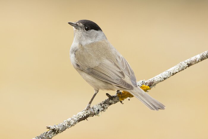 Fototapete Grauer Vogel auf einem Ast