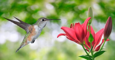 Fototapete grauer Vogel bei der blühenden Blume