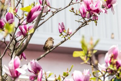 Fototapete grauer Vogel inmitten der blühenden Magnolie